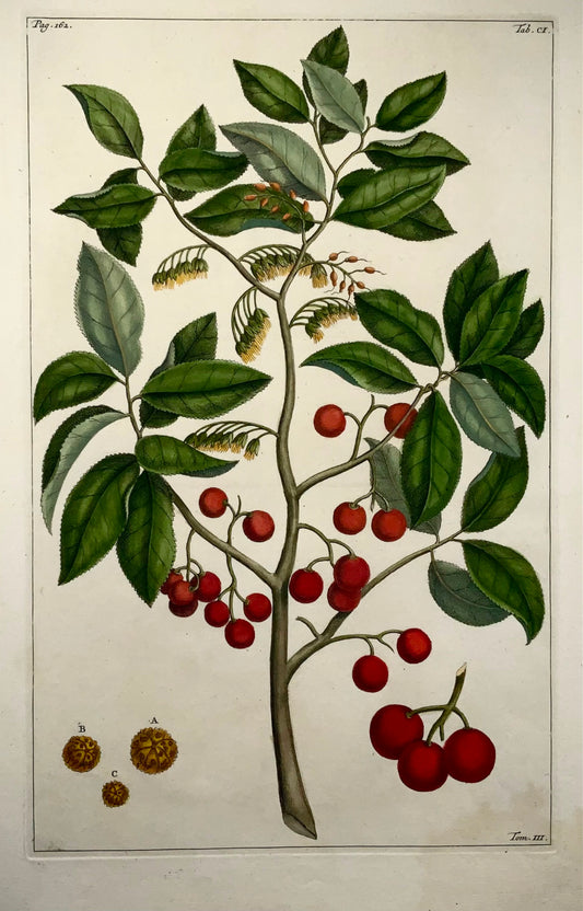 1741 Albero di fagioli Utrasum, Rumpf, Herbarium Amboinense, Indonesia, foglio colorato a mano