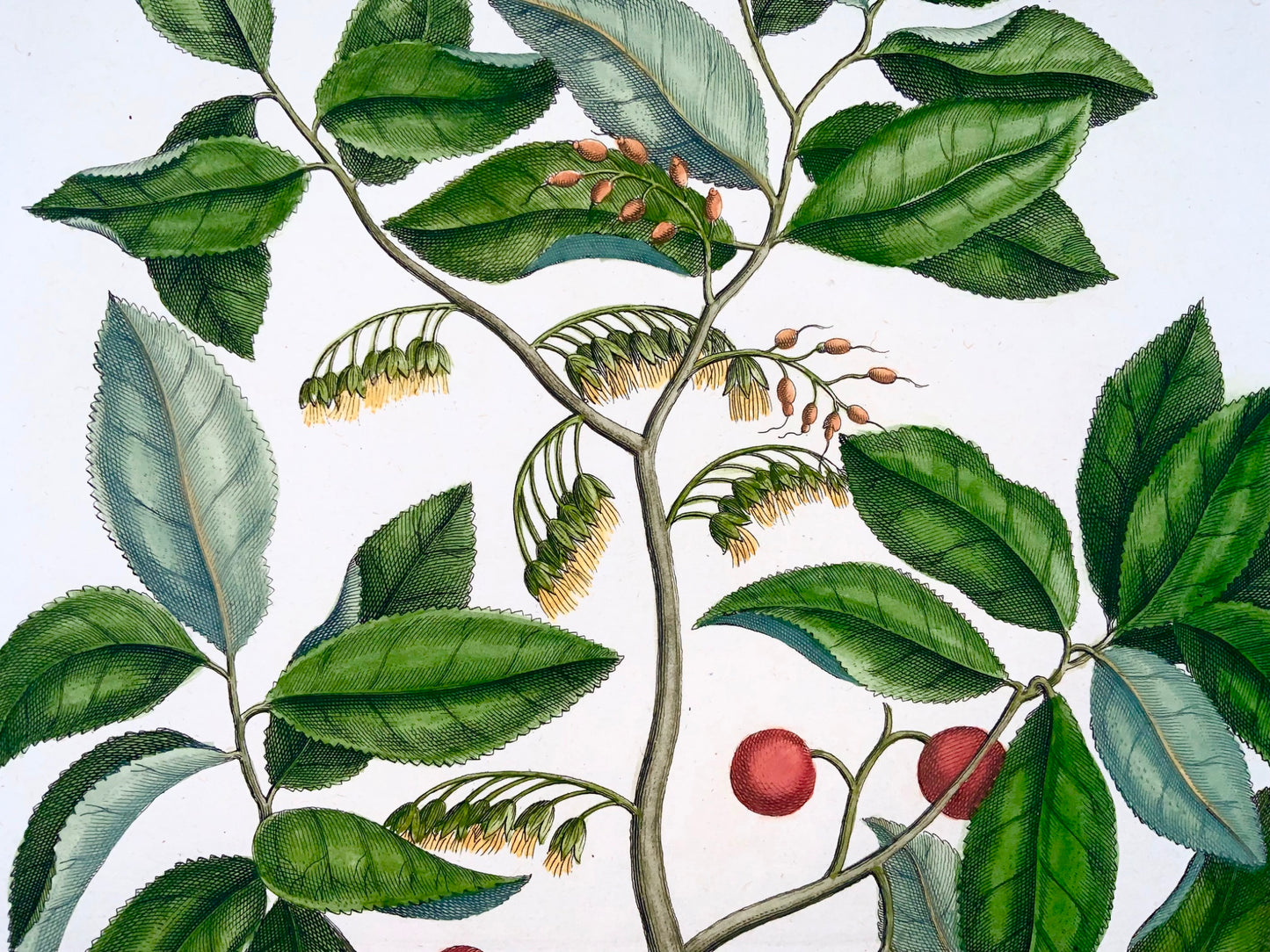 1741 Utrasum bean tree, Rumpf, Herbarium Amboinense, Indonesia, hand color folio