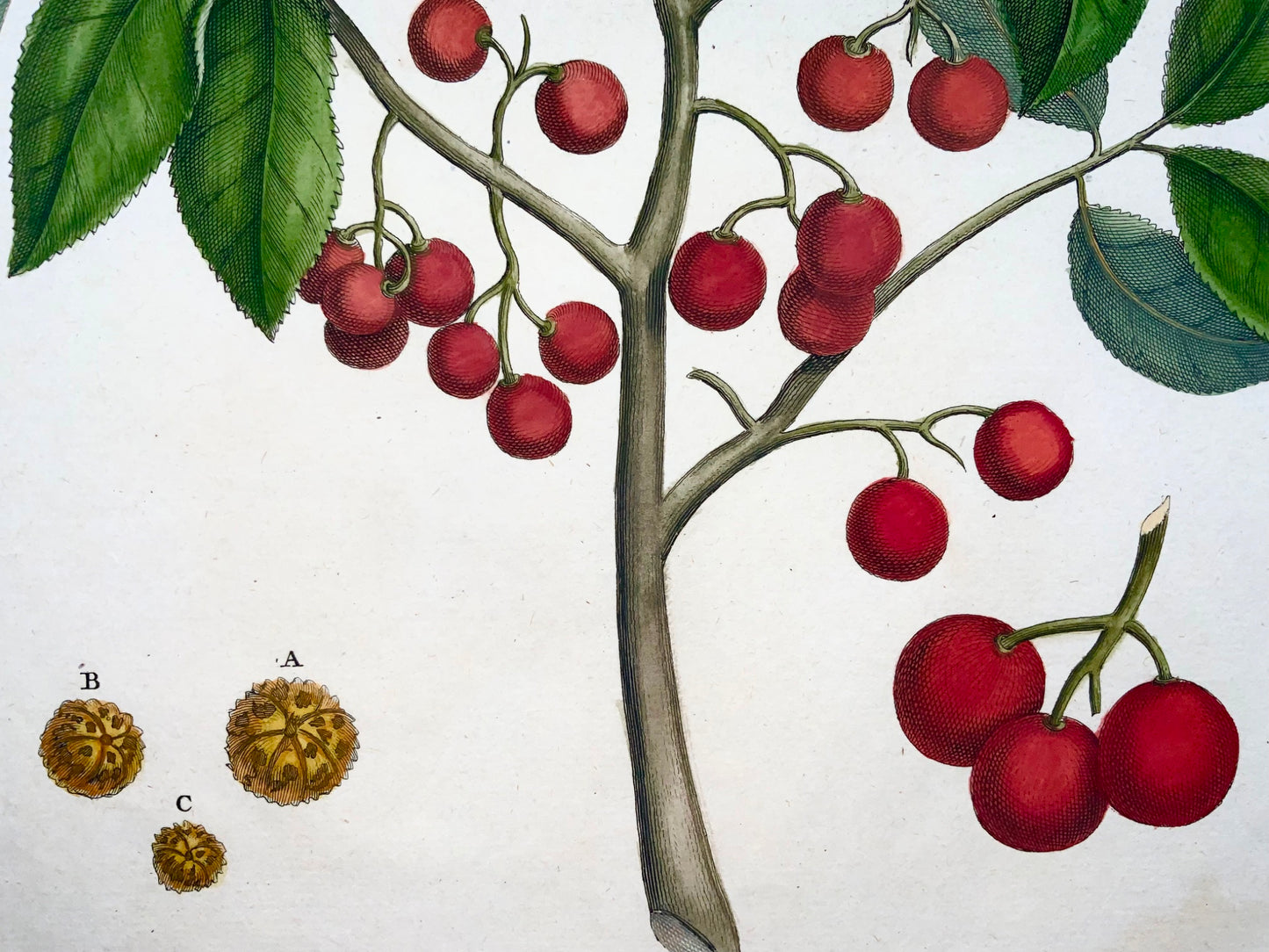 1741 Utrasum bean tree, Rumpf, Herbarium Amboinense, Indonesia, hand color folio