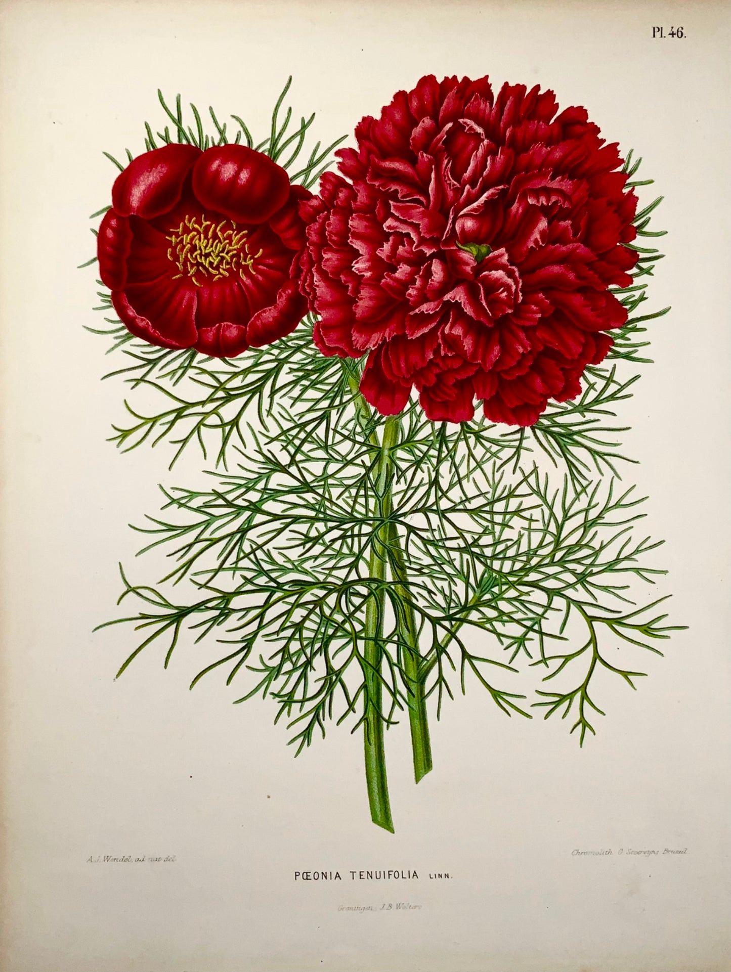 1868 Peony, flower, botany, folio, Wendel, fine chromolithograph