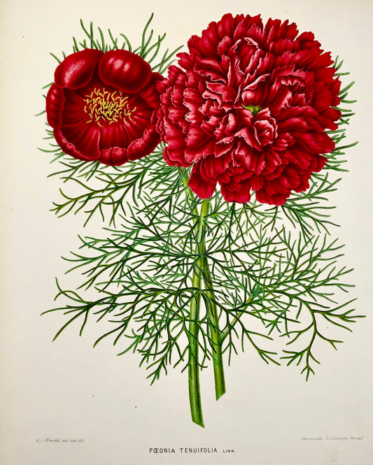 1868 Peony, flower, botany, folio, Wendel, fine chromolithograph