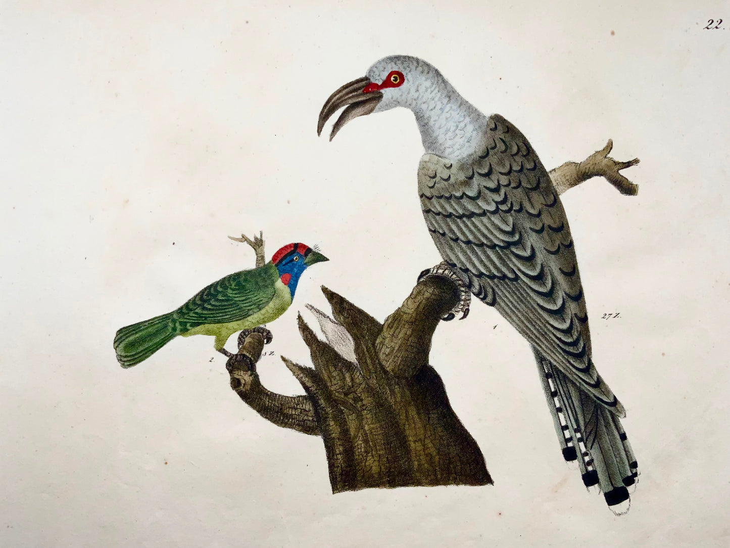 1819 Cuculo dal becco, Puffbird, ornitologia, Strack, litografia a gesso, colore a mano