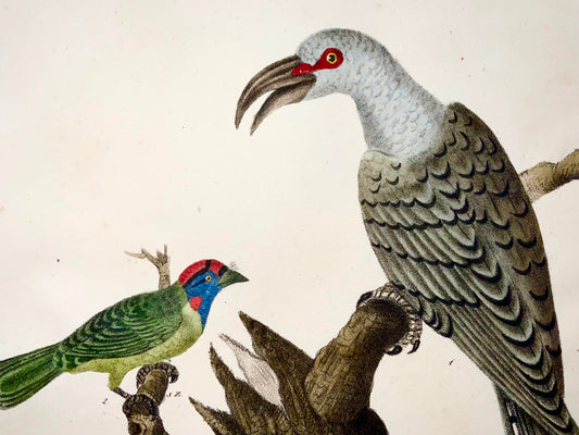 1819 Billed Cuckoo, Puffbird, ornithologie, Strack, lithographie à la craie, couleur de la main