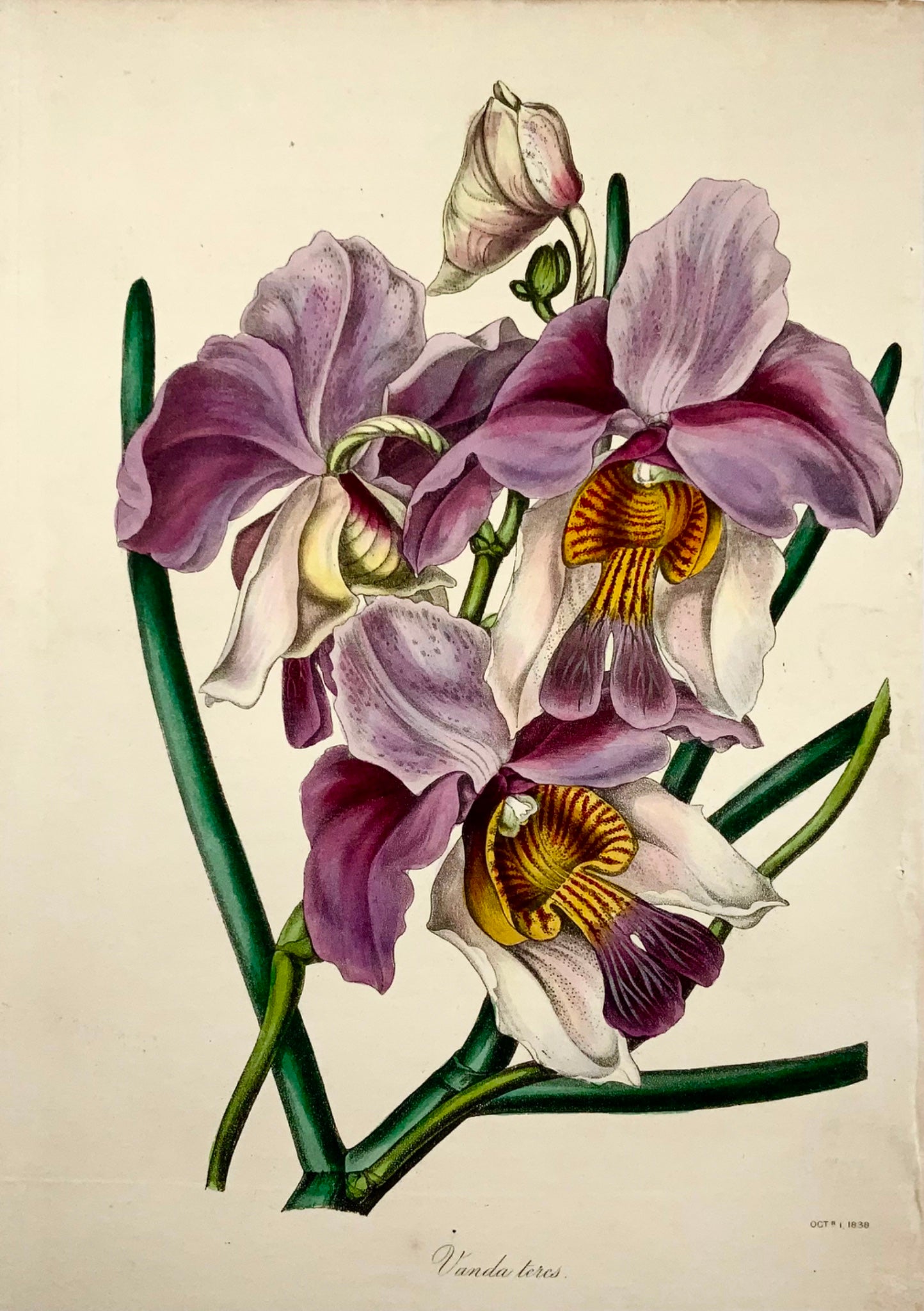 1838 Vanda teres orchid, [Smith], lithograph with fine original hand colour
