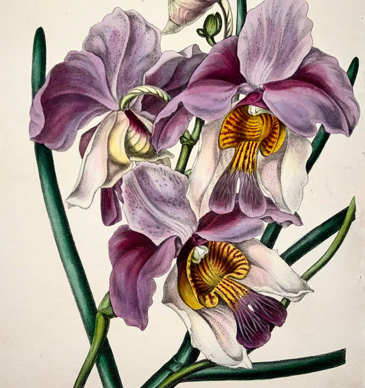 1838 Orchidée Vanda teres, [Smith], lithographie avec une belle couleur originale à la main