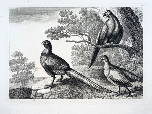 1660c Tre fagiani, ornitologia, Pieter van Lisebetten, bella acquaforte 