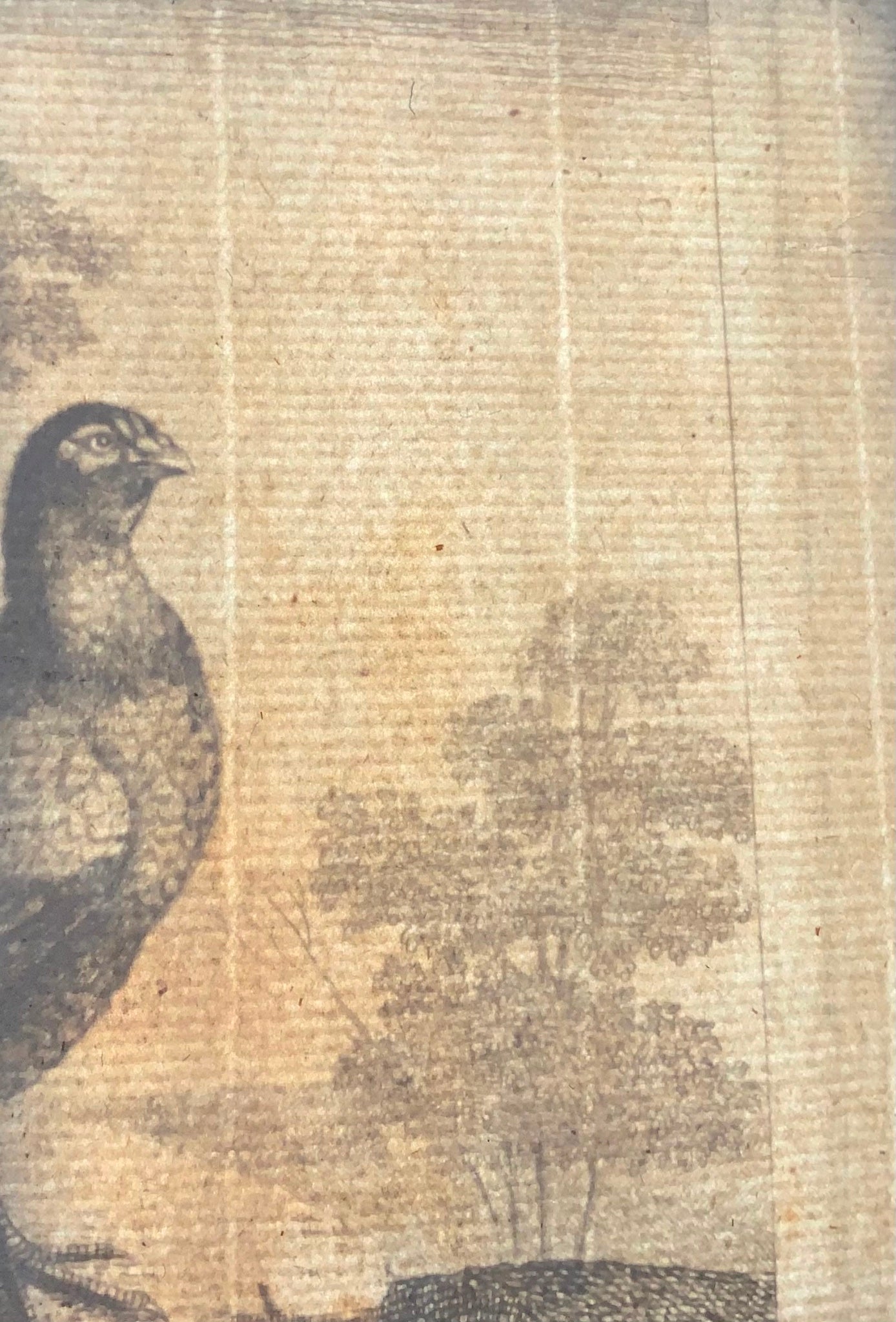 1660c Three pheasants, ornithology, Pieter van Lisebetten, fine etching