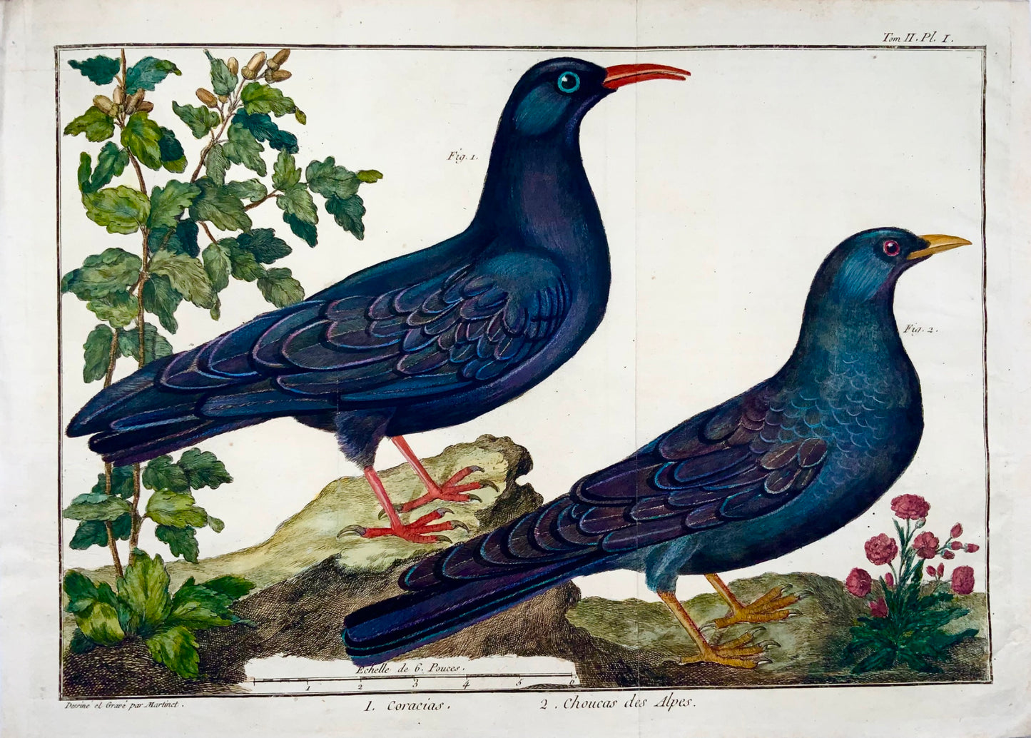 1760 Choucas, Martinet (b1725), Brisson, couleur de main exquise, ornithologie 