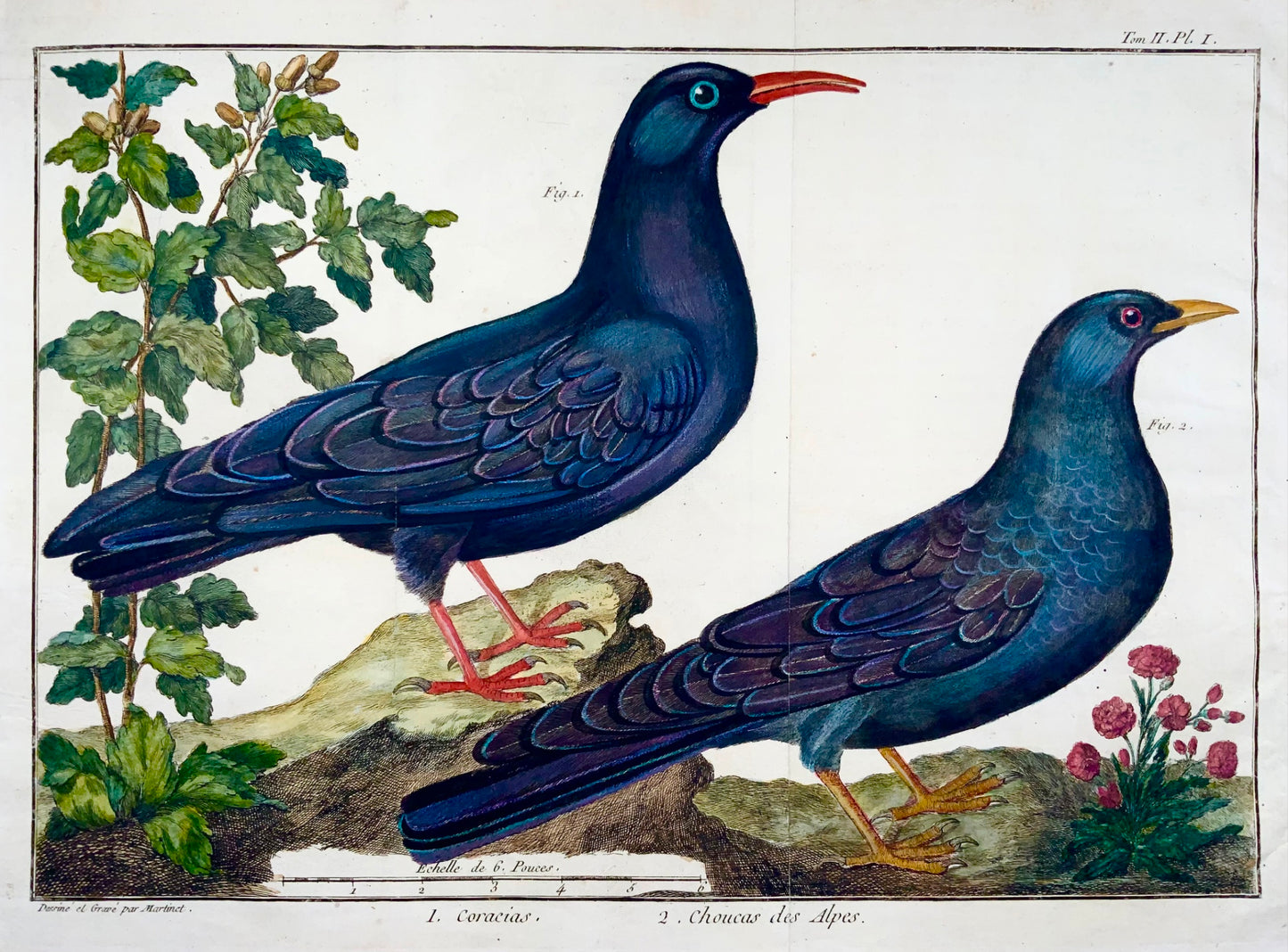 1760 Taccola, Martinet (b1725), Brisson, squisito colore a mano, ornitologia 
