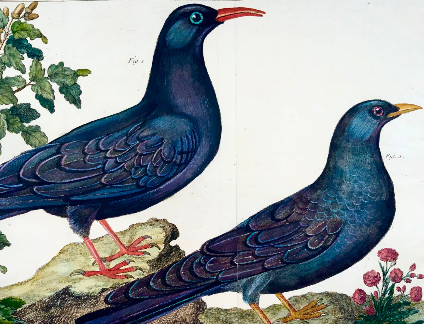1760 Jackdaw, Martinet (b1725), Brisson, exquisite hand colour, ornithology