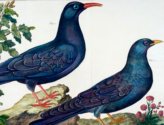 1760 Taccola, Martinet (b1725), Brisson, squisito colore a mano, ornitologia 