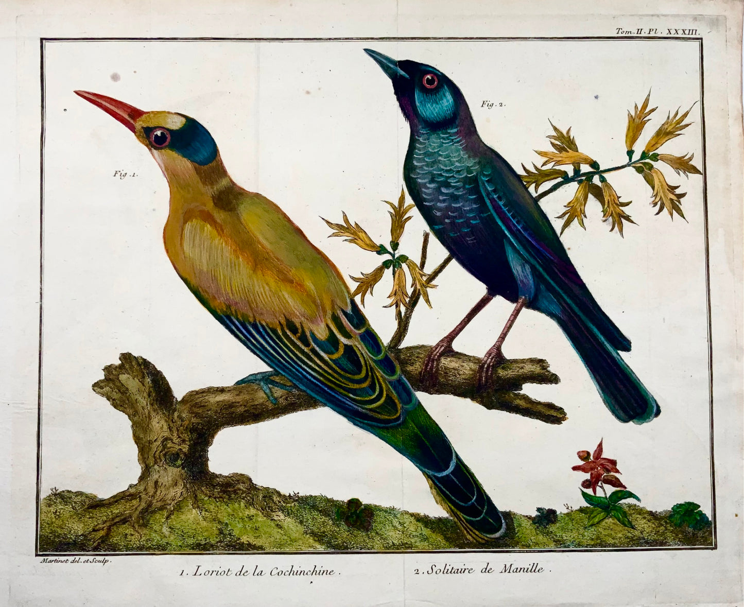 1760 Rigogolo, Passero solitario, Martinet (b1725), colore a mano, ornitologia 