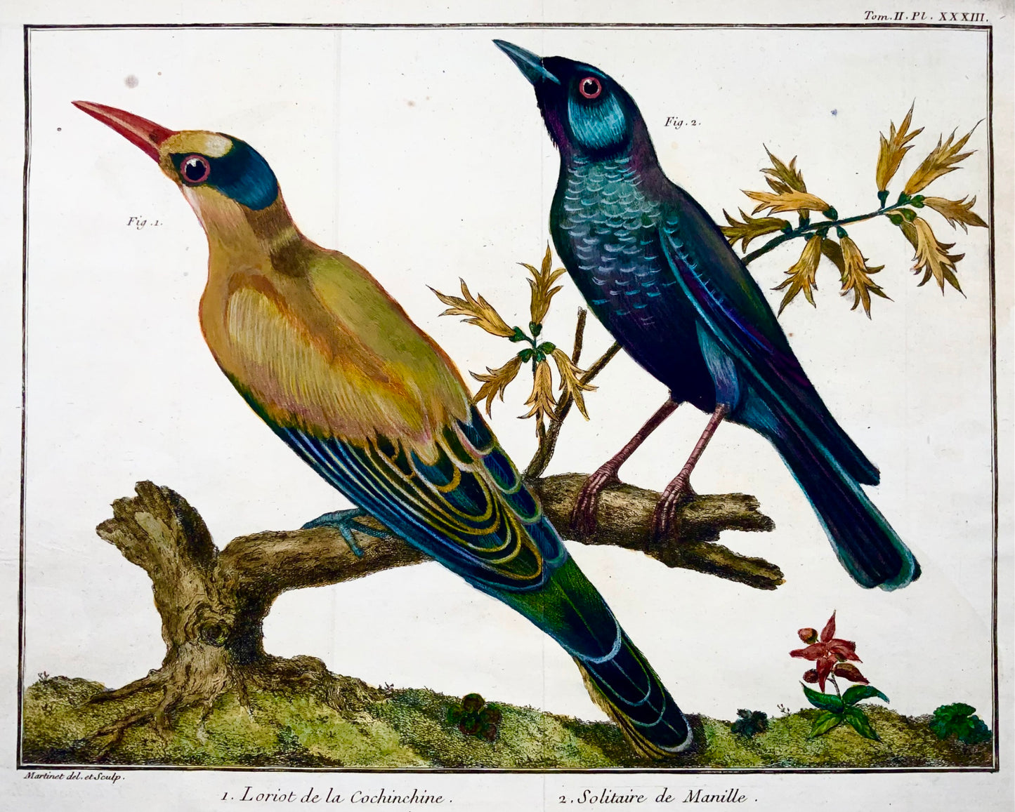 1760 Oriole, Grive bleue, Martinet (b1725), couleur de la main, ornithologie 