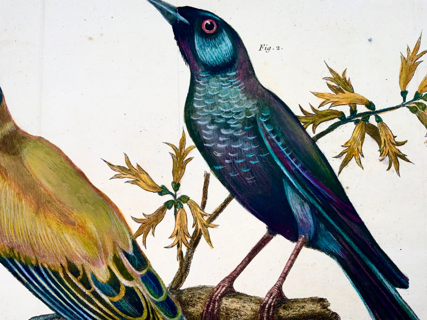 1760 Rigogolo, Passero solitario, Martinet (b1725), colore a mano, ornitologia 