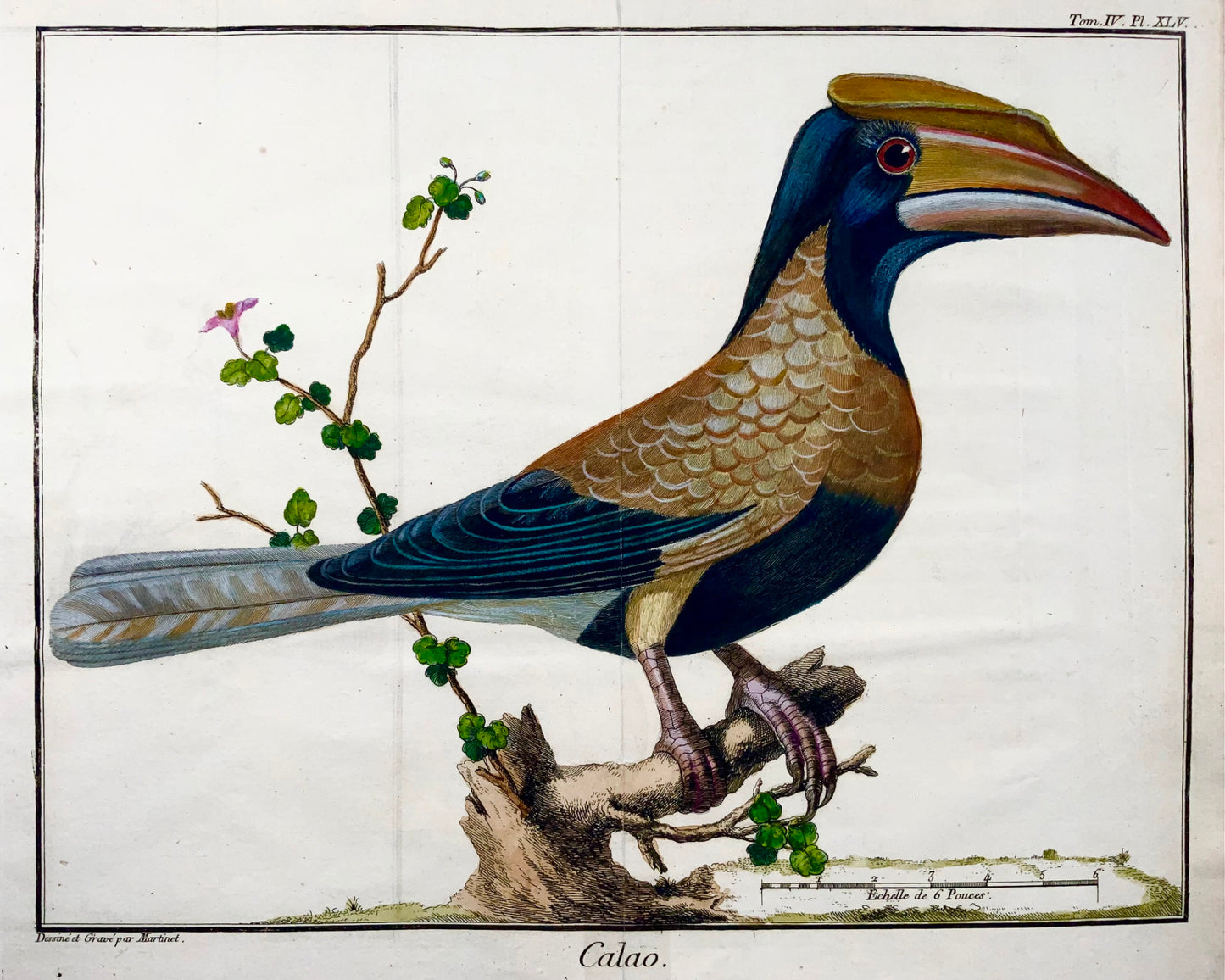 1760 Bucero, Martinet (b1725), Brisson, pregiati colori a mano, ornitologia 