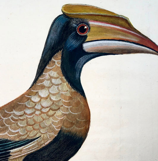 1760 Hornbill, Martinet (b1725), Brisson, exqiisite hand colour, ornithology