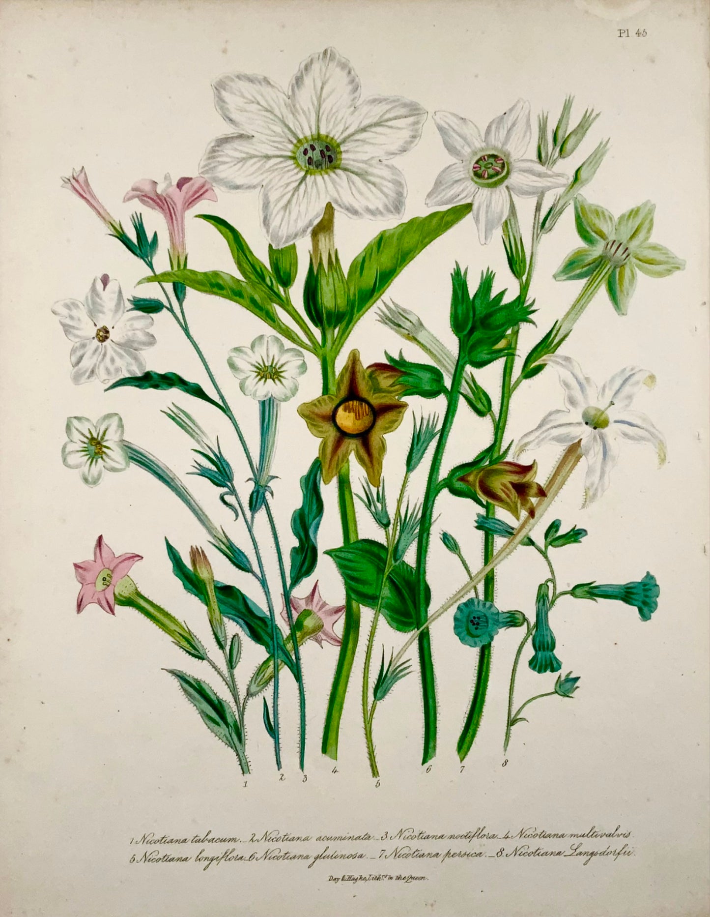 1841 Tabacco, Nicotiana, Jane Loudon, quarto, litografia colorata a mano 
