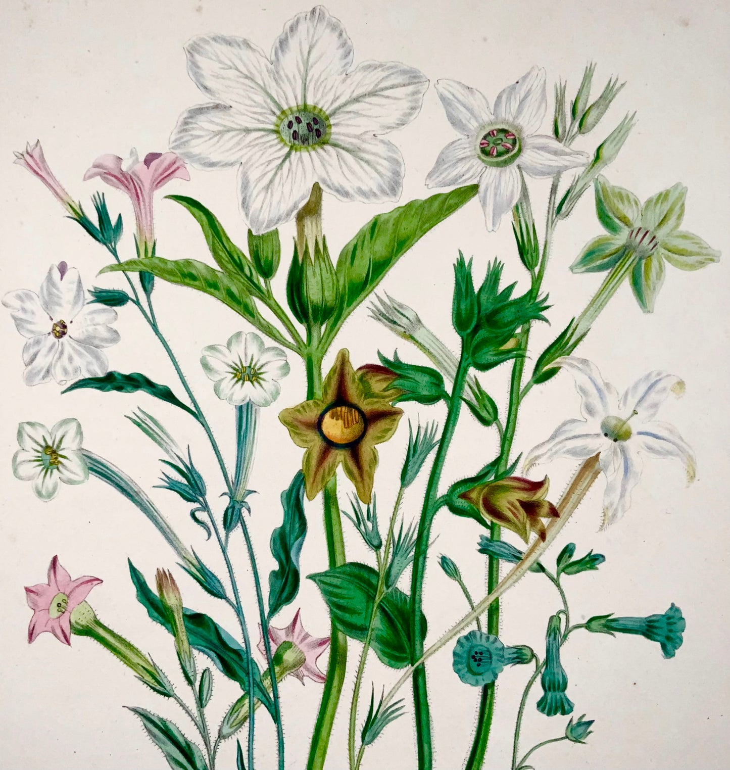 1841 Tabac, Nicotiana, Jane Loudon, in-quarto, lithographie coloriée à la main 