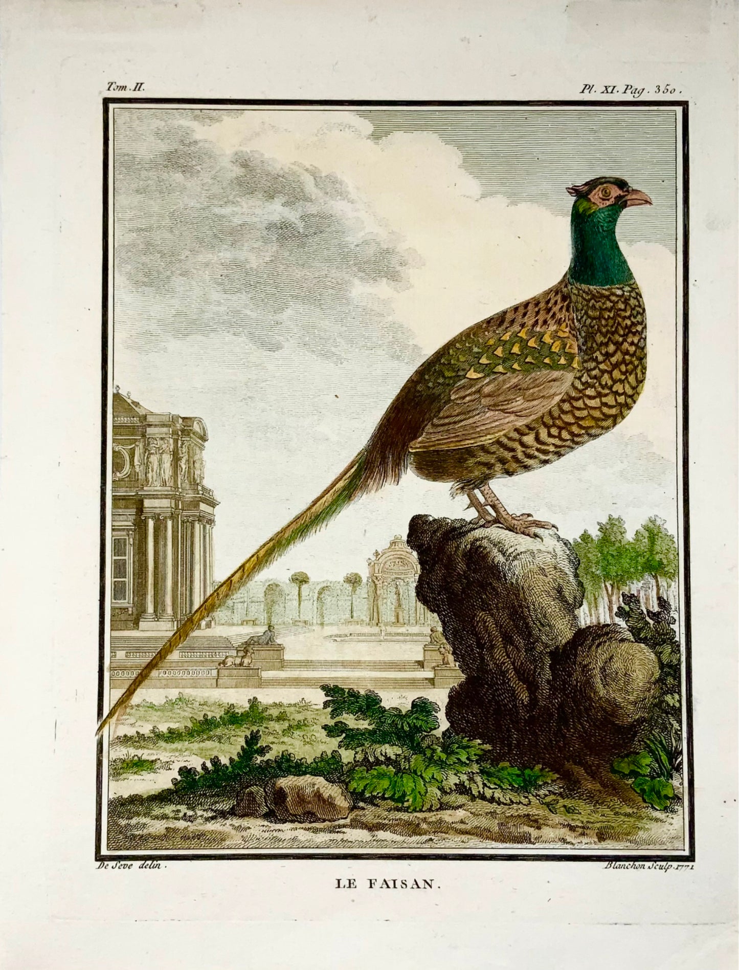 1771 Fagiano, De Seve, ornitologia, edizione da un litro grande, incisione 