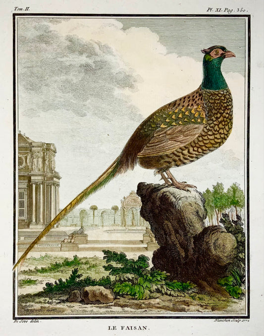 1771 Fagiano, De Seve, ornitologia, edizione da un litro grande, incisione 