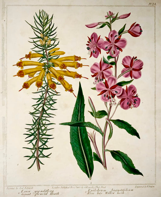 1805 Erica, Rose bay, rara Syd. Edwards, quarto, Giardinaggio pratico, botanica