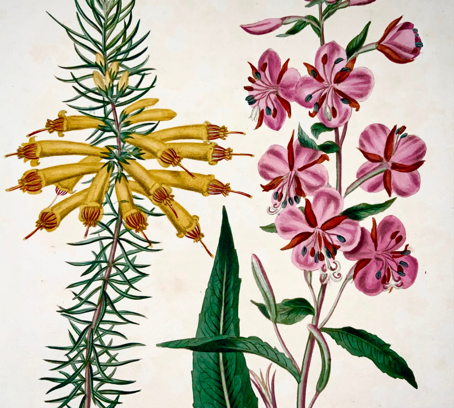 1805 Erica, Rose bay, rara Syd. Edwards, quarto, Giardinaggio pratico, botanica