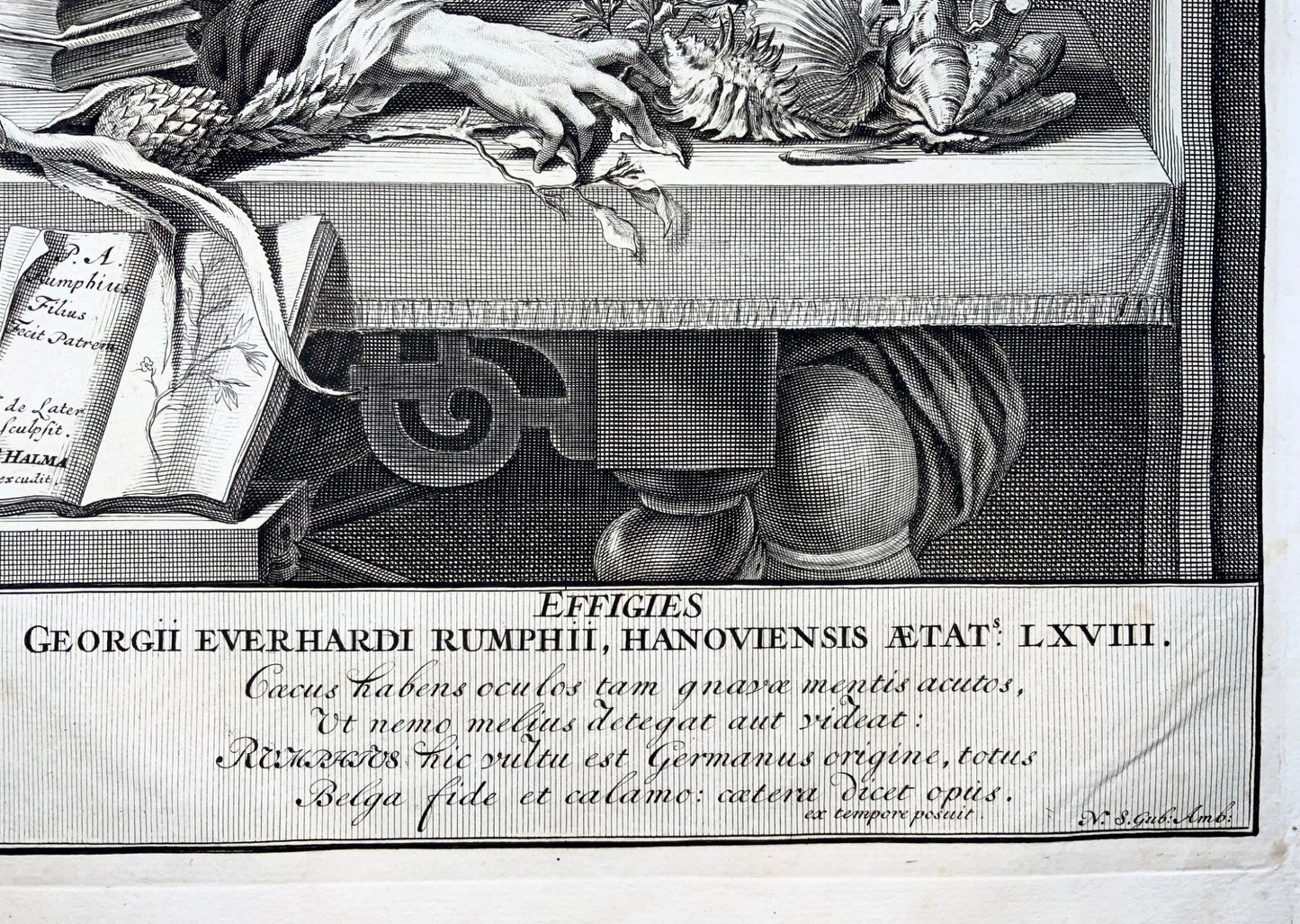 1741 Ritratto di Georg Eberhard Rumphius, naturalista, botanico, foglio grande, wunderkammer,