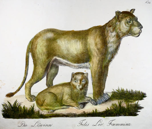 1816 Leonessa, Brodtmann, Imp. foglio 42,5 cm, incunaboli di litografia