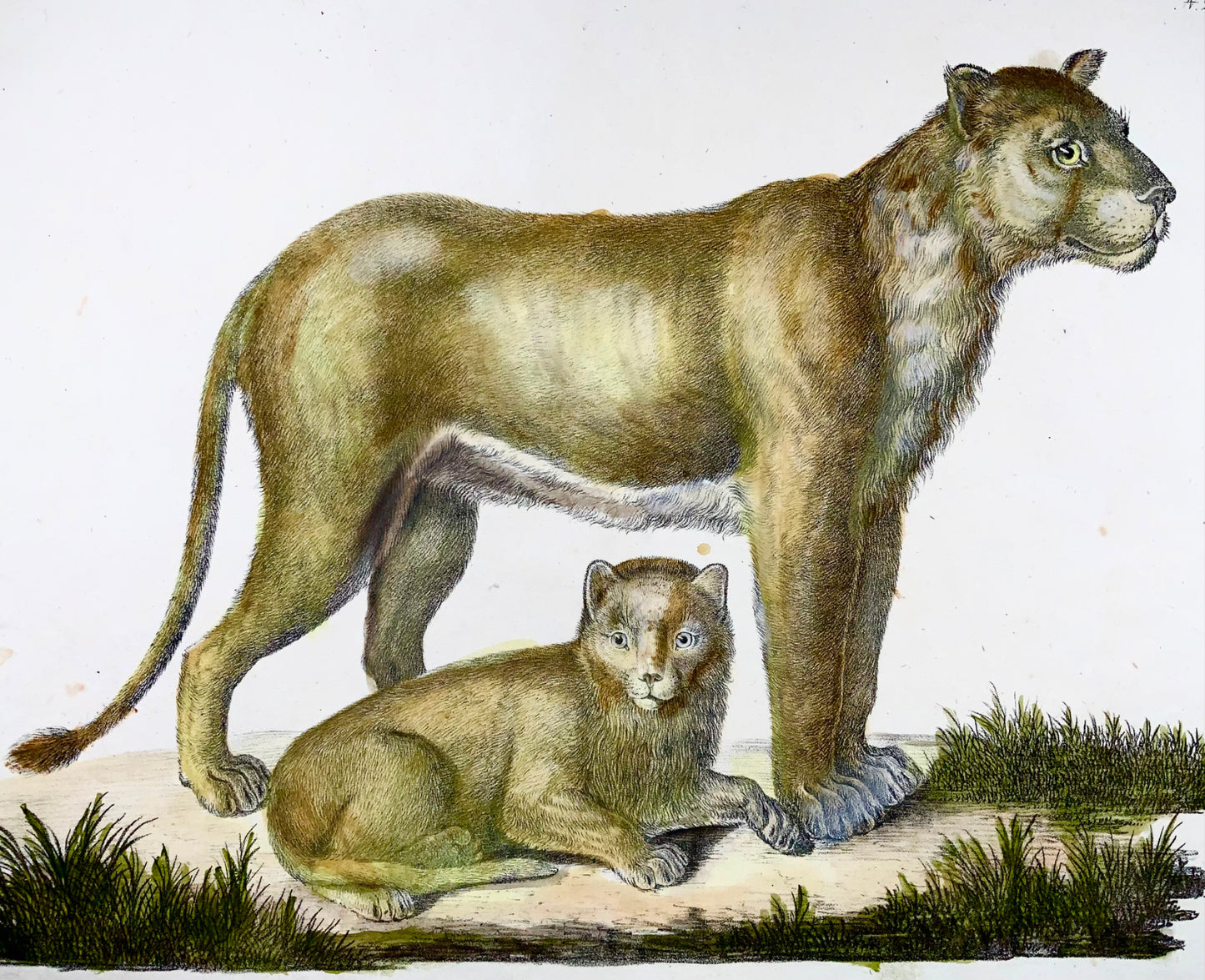 1816 Leonessa, Brodtmann, Imp. foglio 42,5 cm, incunaboli di litografia