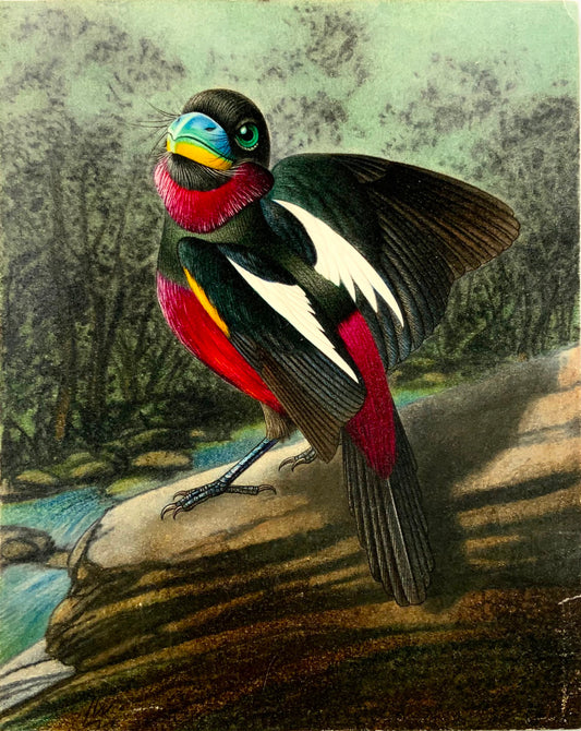 1952 Broadbill, ornithologie, Walter Linsenmaier, dessin aux crayons de couleur