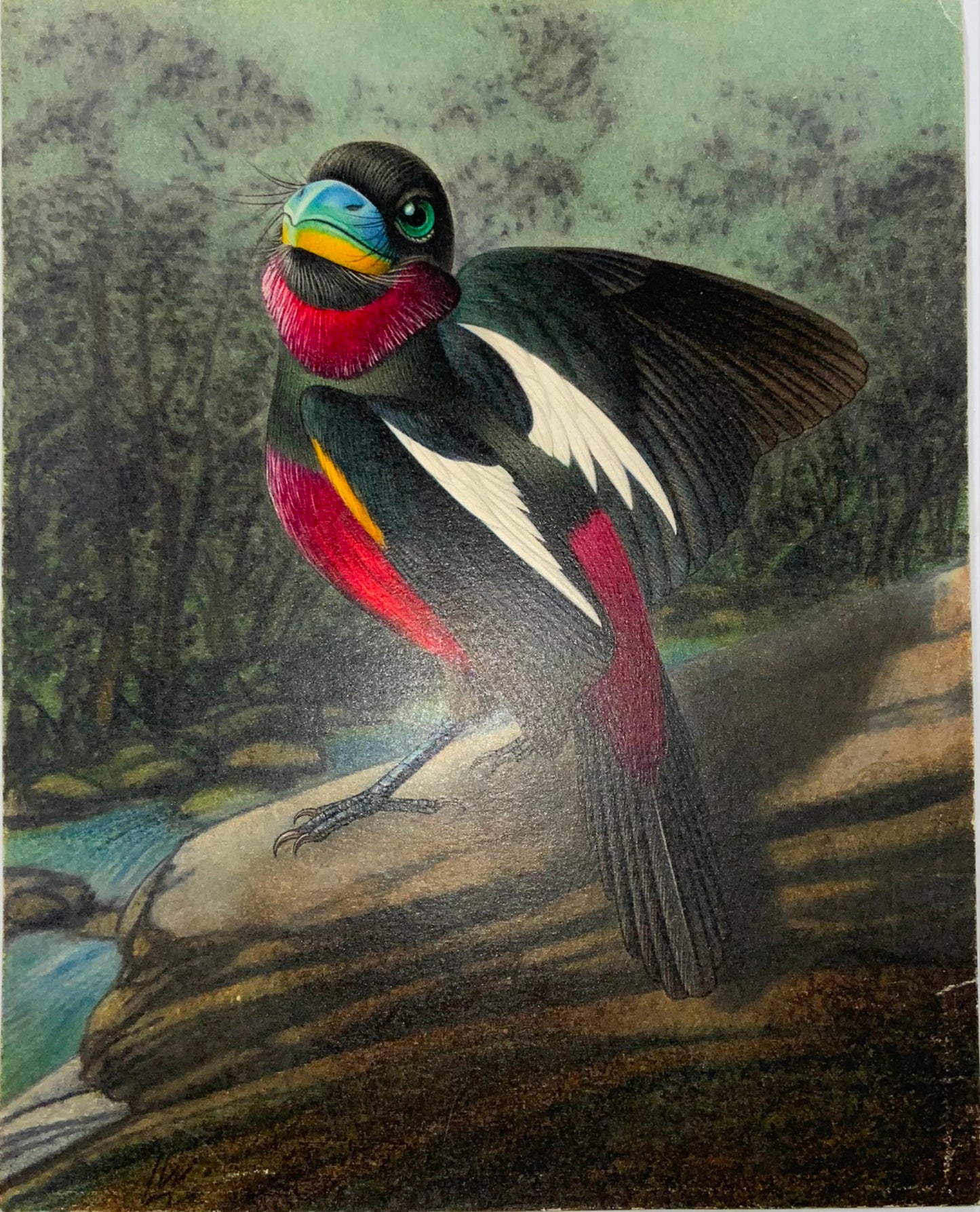 1952 Broadbill, ornitologia, Walter Linsenmaier, disegno a matita colorata