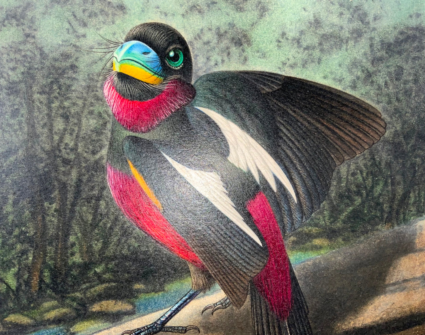 1952 Broadbill, ornithology, Walter Linsenmaier, coloured pencil drawing