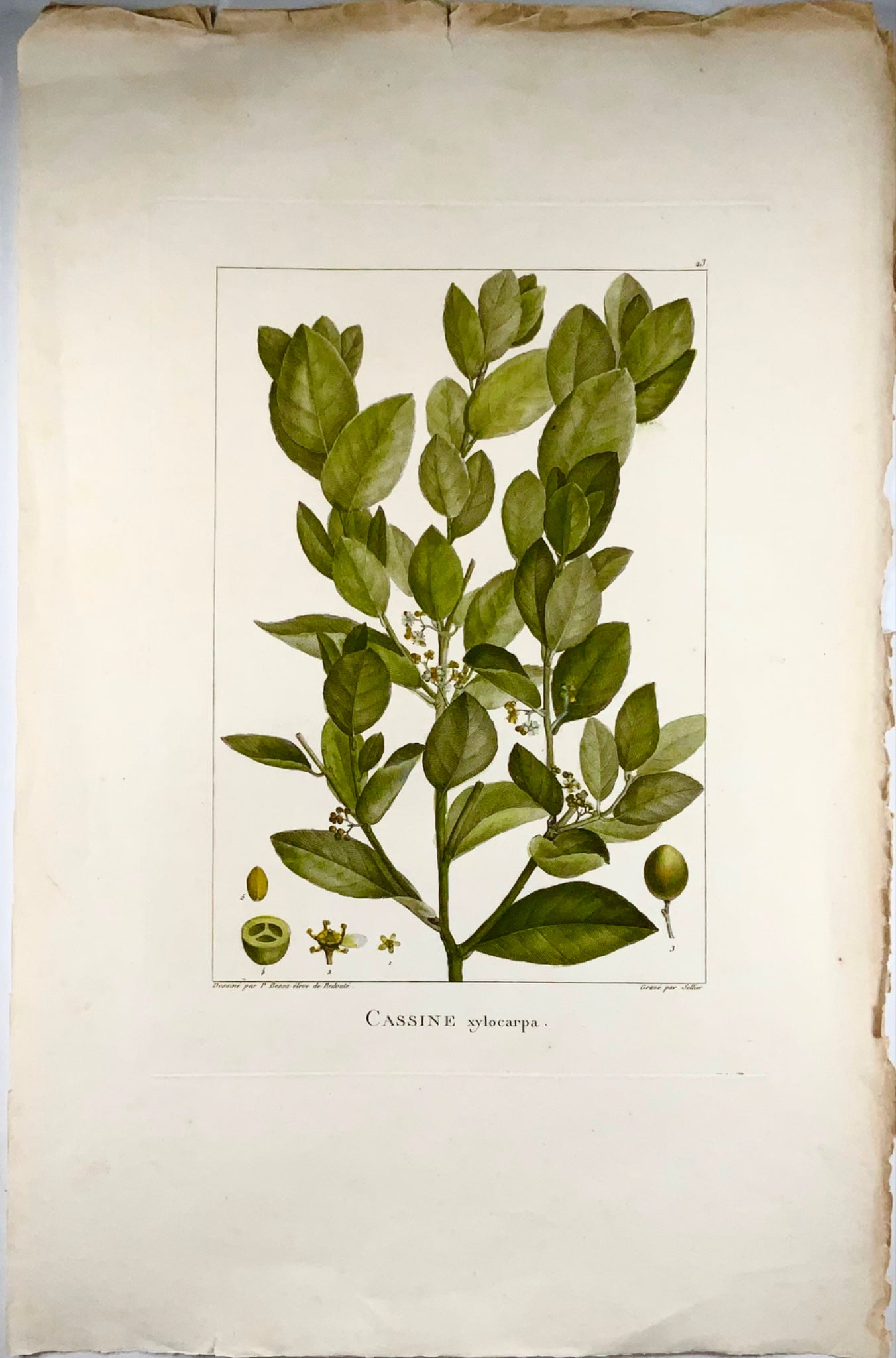 1803 Xylia xylocarpa ["Fabaceae"], 51 cm, da Bessa &amp; Redouté, botanica 