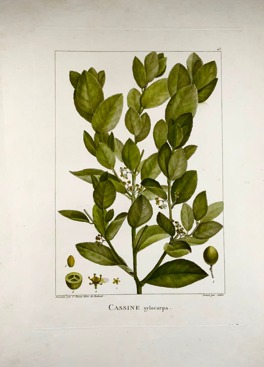 1803 Xylia xylocarpa ["Fabaceae"], 51 cm, after Bessa & Redouté, botany