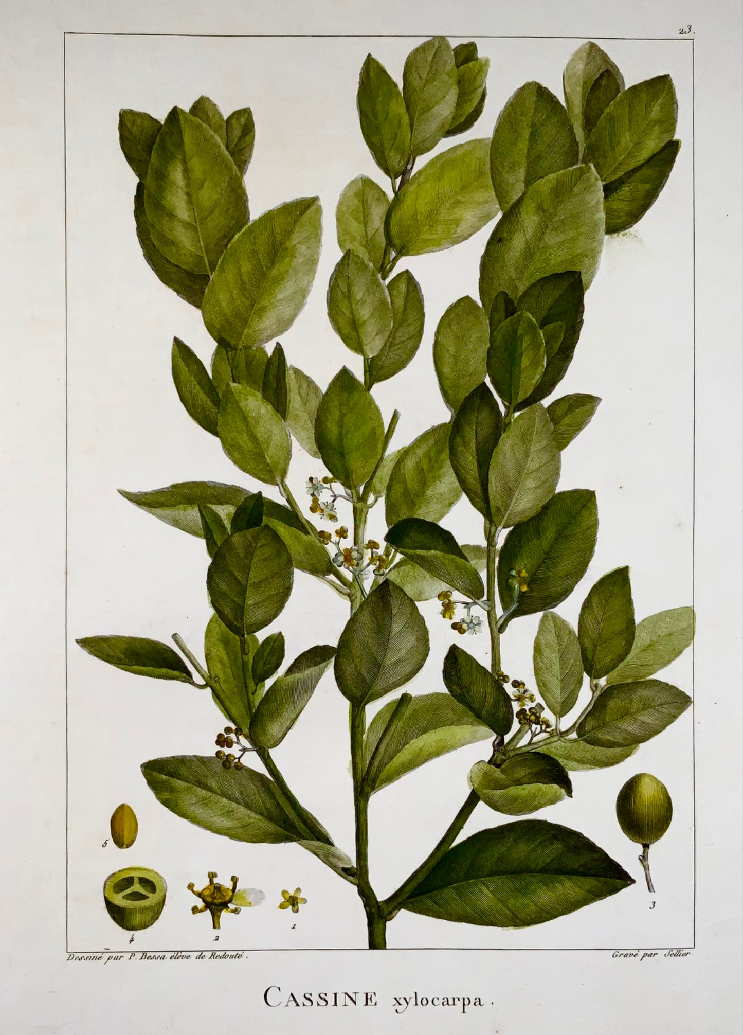 1803 Xylia xylocarpa ["Fabaceae"], 51 cm, da Bessa &amp; Redouté, botanica 