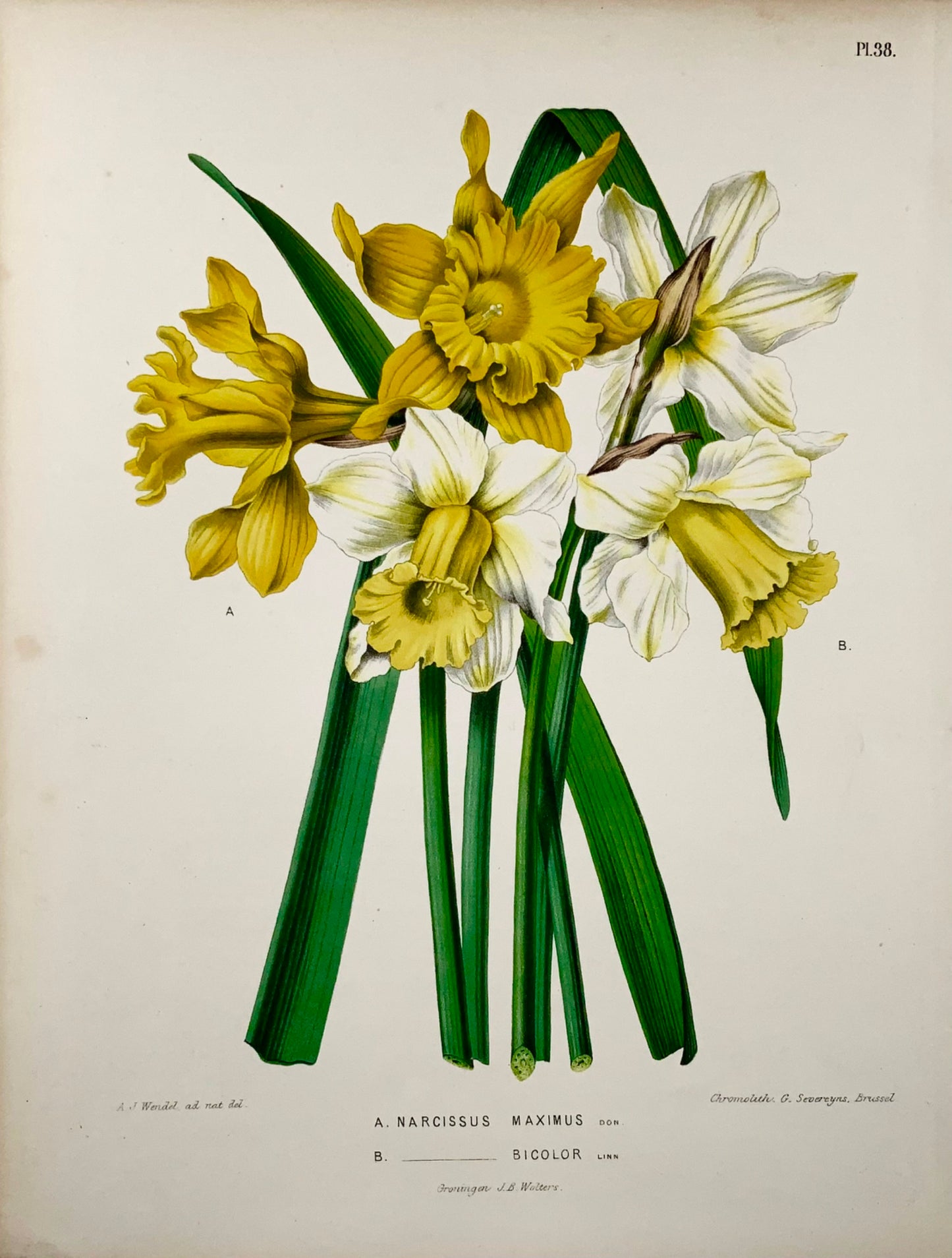 1868 Daffodil, flower, botany, folio, Wendel, fine chromolithograph