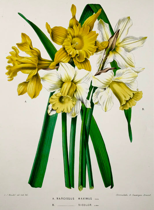 1868 Daffodil, flower, botany, folio, Wendel, fine chromolithograph