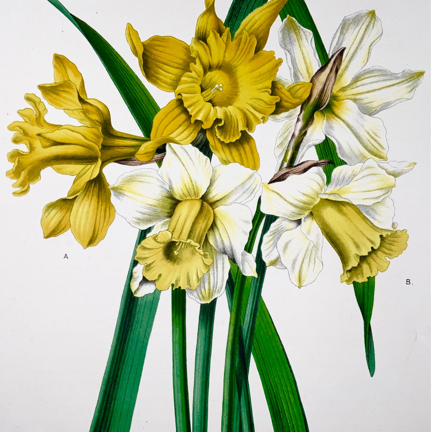 1868 Daffodil, fiore, botanica, folio, Wendel, cromolitografia fine