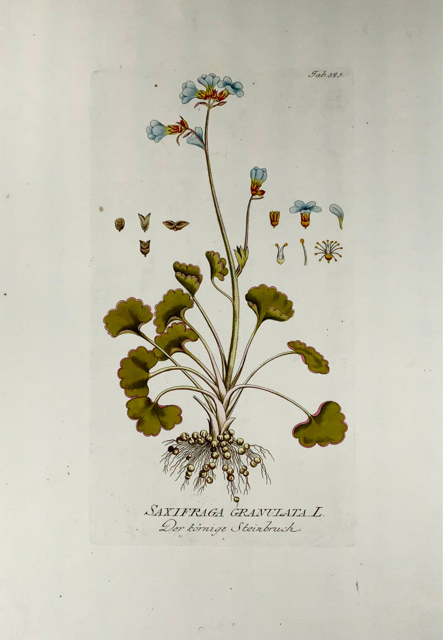 1788 Meadow Saxifrage, J. J. Plenck (b1737), large folio hand colored, botany