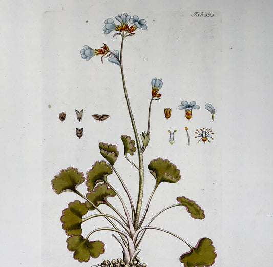 1788 Sassifraga dei prati, JJ Plenck (b1737), foglio grande colorato a mano, botanica