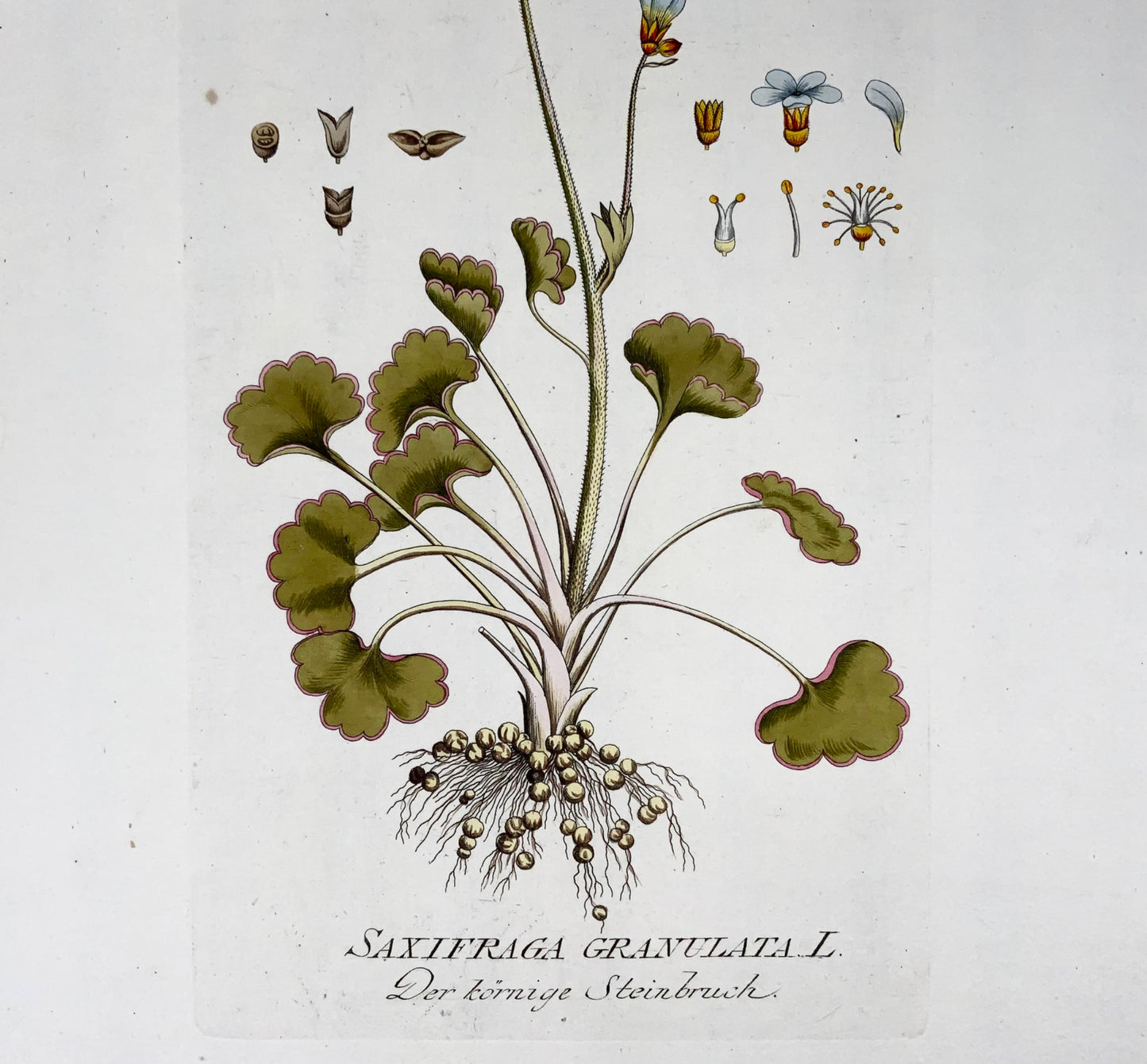 1788 Sassifraga dei prati, JJ Plenck (b1737), foglio grande colorato a mano, botanica