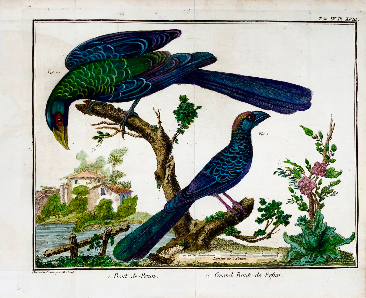 1760 Billed Ani, Martinet (b1725), Brisson, squisito colore a mano, ornitologia 