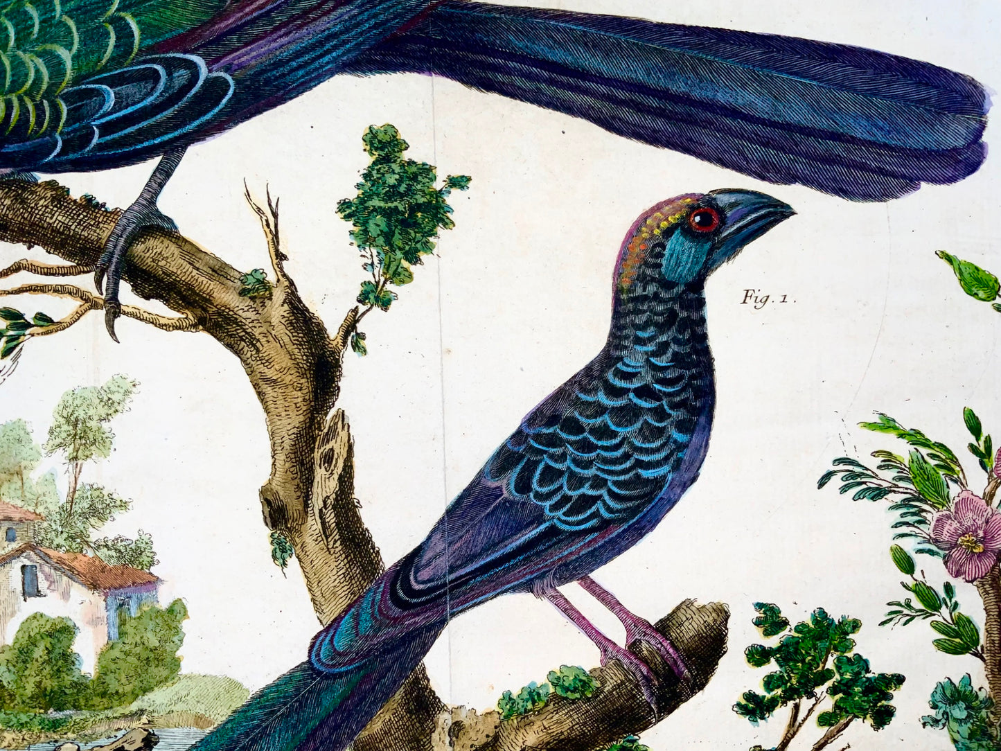 1760 Billed Ani, Martinet (b1725), Brisson, squisito colore a mano, ornitologia 