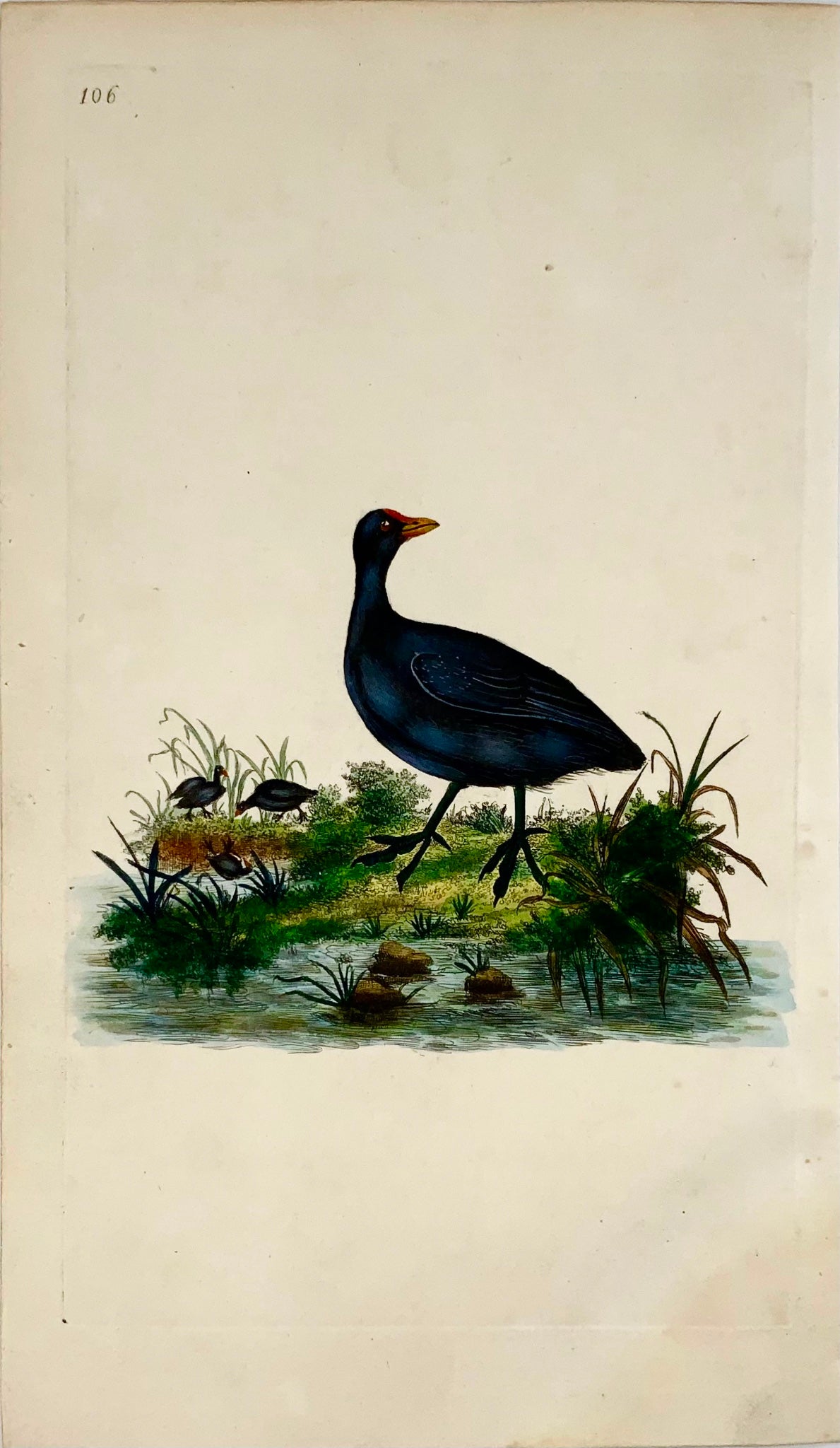 1794 Gallinule poule-d'eau, Edward Donovan, ornithologie, fine gravure coloriée à la main 