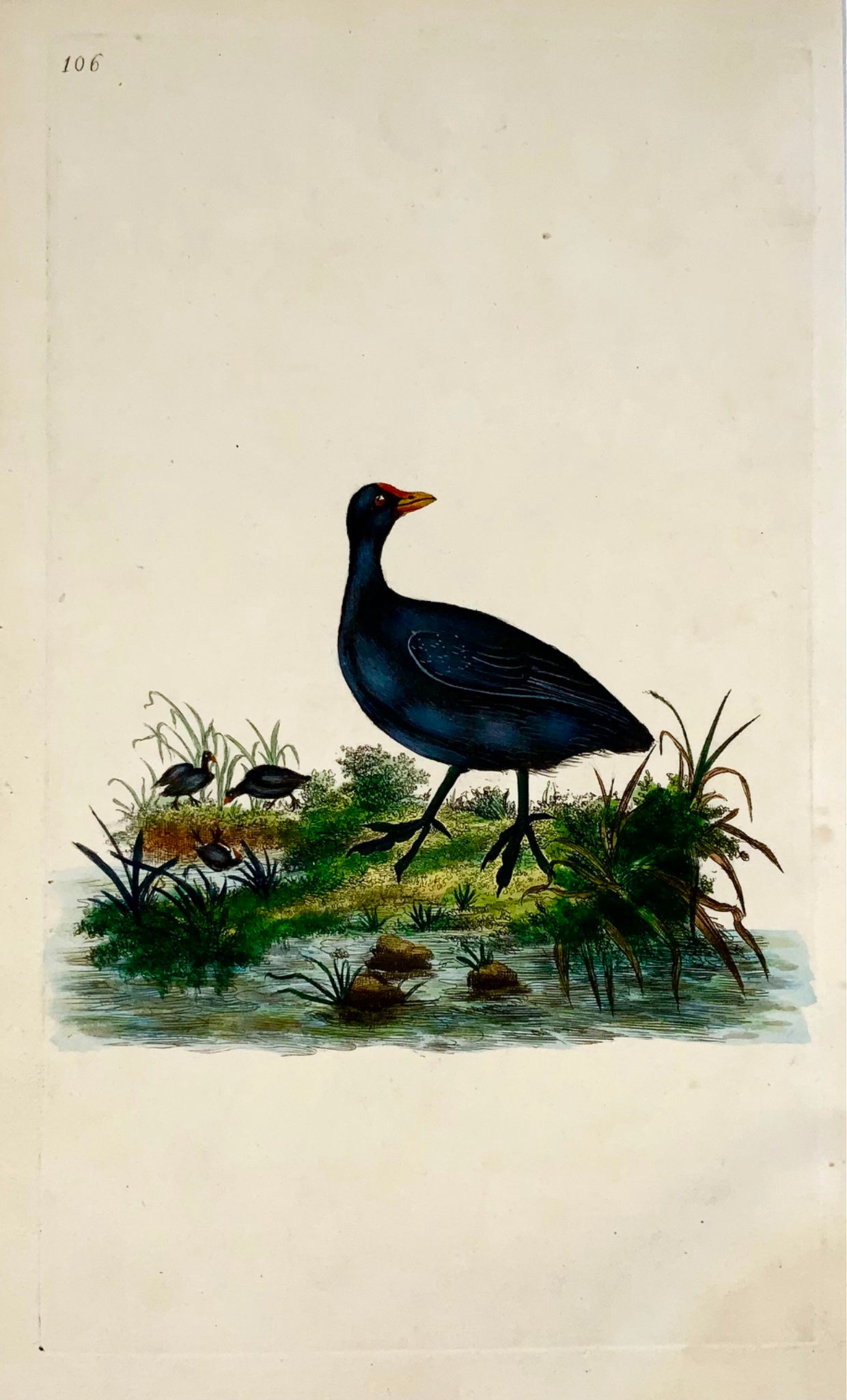 1794 Gallinella d'acqua, Edward Donovan, ornitologia, bella incisione colorata a mano 