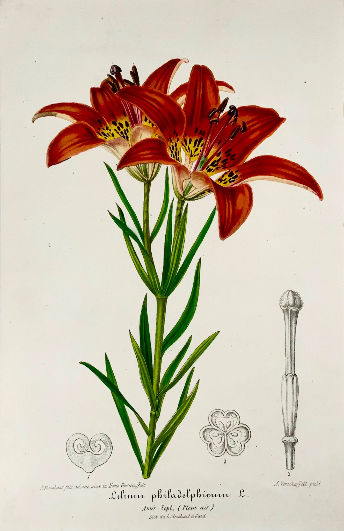 1850 Giglio di legno, L. Stroobant, litografia con bel colore originale a mano, botanica