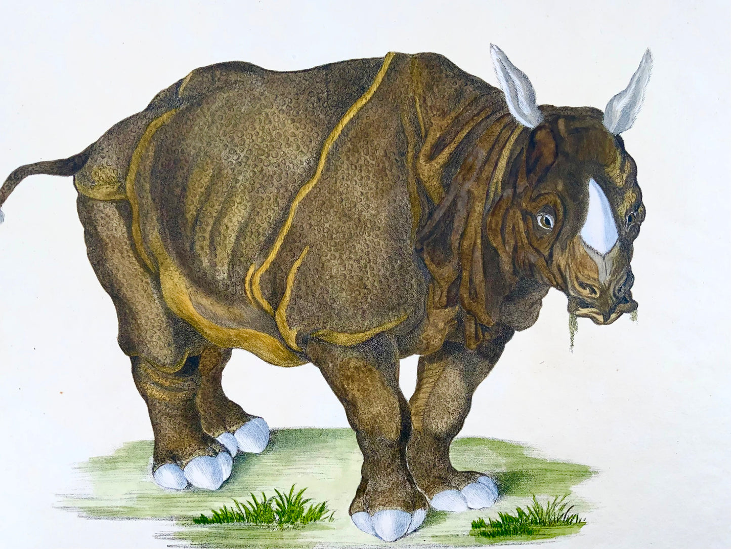 1816 Rinoceronte, Imp. foglio 42,5 cm, incunaboli litografia su pietra, colore a mano