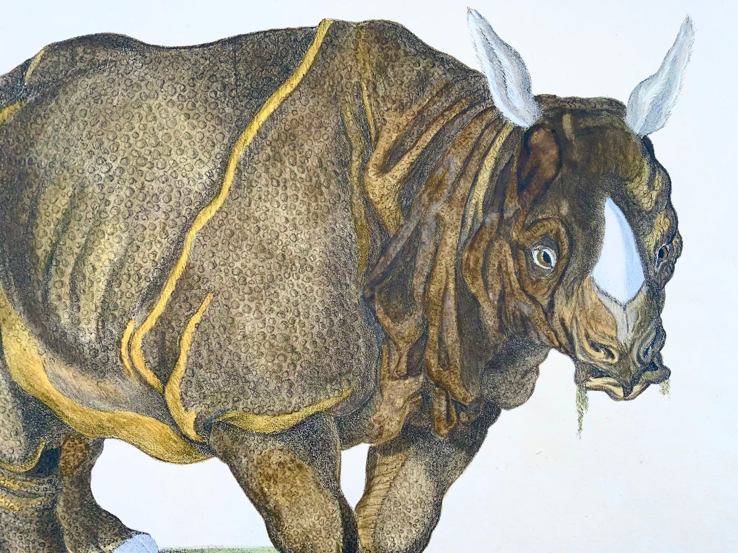 1816 Rinoceronte, Imp. foglio 42,5 cm, incunaboli litografia su pietra, colore a mano