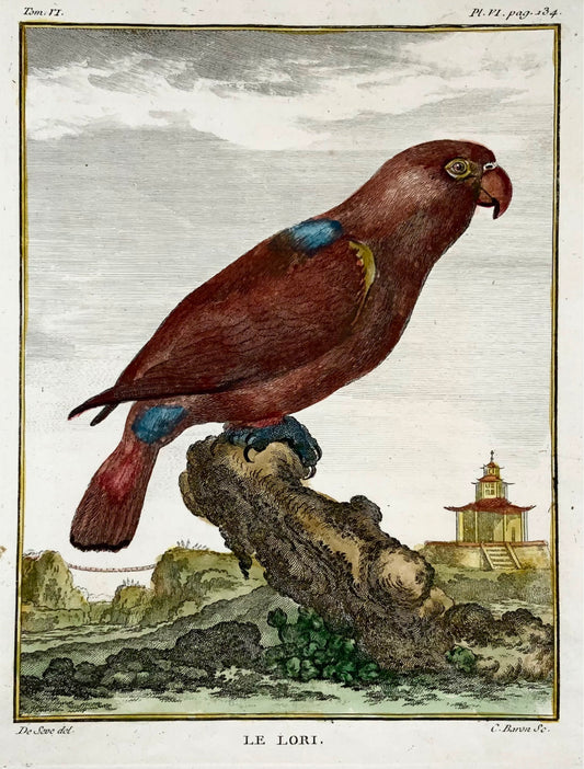 1771 Lori, De Seve, ornitologia, edizione grande da un quarto, incisione 