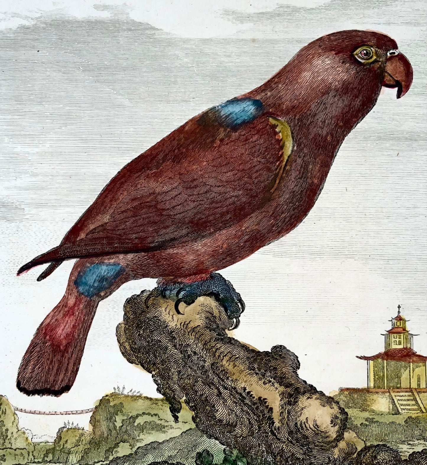 1771 Lori, De Seve, ornitologia, edizione grande da un quarto, incisione 